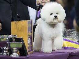Westminster dog show 2021 live stream free. Meet The Bichon Frise Named Westminster Kennel Club Dog Show S Best In Show Abc News