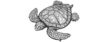 With respect to what individuals may think and accept, sea turtle attracted an upstanding position don't recommend that. Traditional Sailor Tattoo Yachting Com