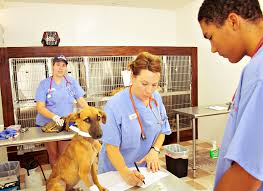 Salaries estimates are based on 20 salaries submitted anonymously to glassdoor by veterinary assistant employees in san antonio, tx. How Much Do Vet Assistants Make Hourly College Learners
