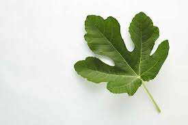 Fig leaves are also used to impart flavor to fire cooked foods. C 1981 Rustic Studio Stock Adobe Com