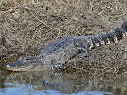 How To Determine An Alligator'S Worth With Louisiana'S Insta-Gator Ranch -  John In The Wildjohn In The Wild | John E. Phillips' Outdoor Journals