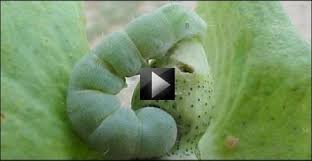 Doi link for advances in pest management in commercial flowers. Components Of Ipm Vikaspedia