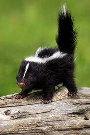 Mouffette Niedliche Tierbabys Tierbabys Tiere