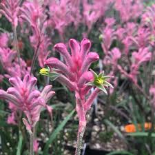 Image result for Anigozanthos