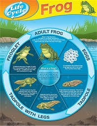 Frog Life Cycles Chart