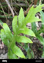 Image result for Microsorum scolopendria