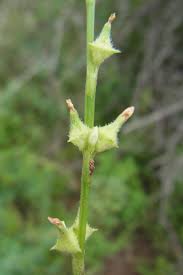 Image result for Oxygonum