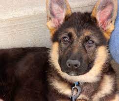 Maybe you would like to learn more about one of these? Milwaukee German Shepherds Home Facebook