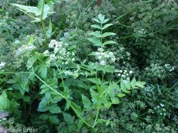 Image result for Berula