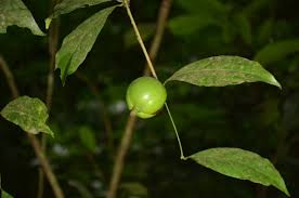 Image result for Rothmannia longiflora