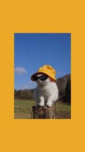 Aesthetic Yellow Bucket Hat Cat Phone Wallpaper Lock Screen Wallpaper Iphone Cat Phone Wallpaper Lock Screen Wallpaper
