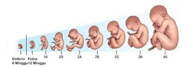 Tahapan perkembangan embrio pada manusia secara berurutan adalah / tahapan perkembangan janin: Pengertian Embrio Perkembangan Proses Dan Pertumbuhan