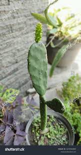 Image result for Brasiliopuntia