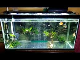 Masukkan live rock atau karang hidup lalu. Cara Mudah Dan Unik Membuat Aquascape Youtube Aquarium