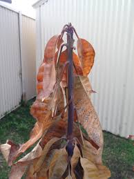 Maybe you would like to learn more about one of these? Forum Transplanted Mango Trees