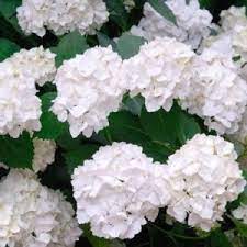 Loads of blossoms for repeated displays in light sun or shade, madame emile has blossoms with a pink or blue eye. Hydrangea Macrophylla Madame Emile Mouillere T17 Cm H45 Cm Pflanzen Grosshandel Floraccess