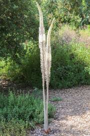 Image result for Hymenodictyon parvifolium