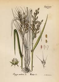 Image result for Oryza