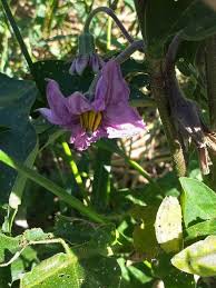 Image result for Solanum richardii
