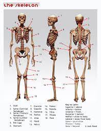 Drawsh Anatomy Character Design Anatomy For Artists Anatomy