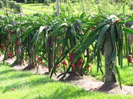 During the first year after planting a dragon fruit cactus, fertilize every 8 weeks with light doses (1/4 lb) of fertilizer. How To Grow Dragon Fruit Growing Dragon Fruit Pitaya