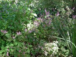 Image result for Plectranthus fruticosus