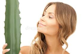 Foto De La Planta De Aloe Vera En Una Olla Pequeña Imagen de archivo