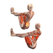 Half Boat Pose Ardha Navasana Yoga Poses Yoga Benefits Yoga Anatomy Yoga Postures