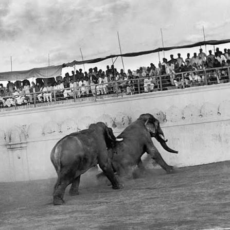 Elephant Fight, Vadodara - 1890s. During the reign of Gaekwad's, Baroda was one of the major hub for sports to lines of Olympics. Maharaja Sayajirao Gaekwad III was known for promoting Indian