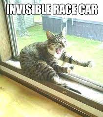 Top Laughing So Hard Cat Memes Cat Memes Kid Friendly Funny Animals With Captions Funny Animal Quotes Funny Animal Pictures