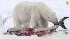 What Do Polar Bears Eat Polar Bear Diet Eating Habits