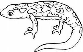 Here's a set of free printable alphabet letter images for you to download and print. Newt Coloring Page Coloring Pages Animal Templates Tiger Salamander