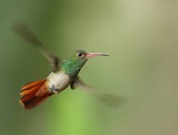 Image result for Hummingbird