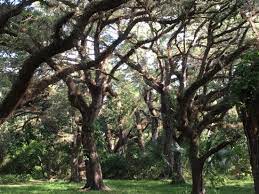 See all things to do. They Don T Have Pony Rides Anymore Review Of Tree Tops Park Davie Fl Tripadvisor