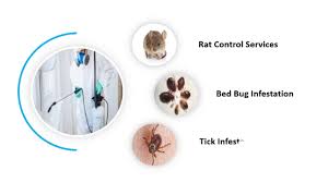Here at affordable pest we offer complete pest control services in virginia, maryland and the district of columbia. Avail The Best Pest Control Services At Affordable Costs Pest Control Dudes Pest Infestations Youtube