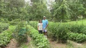 If planted too early, though, beans may be slow to germinate or fail to germinate at all. Growing Green Beans How To Get Good Production Youtube