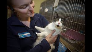 If you haven't found the perfect kitten for sale or. Licensing Commission Moves To Ban Sale Of Dogs And Cats In Pet Shops Windsor Star