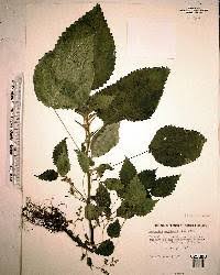 Image result for Laportea aestuans