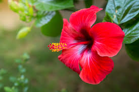 Care Instructions for Braided Hibiscus | Home Guides | SF Gate