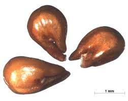 Image result for Centemopsis