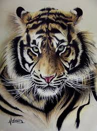 Tiger ♥ | jasmina susak 虎 how to draw a realistic tiger. Tiger On Behance