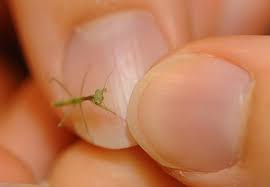 Pictures of baby praying mantis. No Fear Bug Squad Anr Blogs