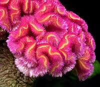 Image result for Celosia stuhlmanniana