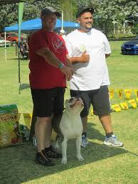 Stone Cold Aka Ice Winning Under International Judge Yilmaz Kurt American Bully Cold Stone