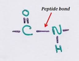 The h bonding requirements of the polypeptide backbone in irregular loops are not fully satisfied, and so these structures interact with water at the. Chemical Bonds In Protein Biochemistry Notes Easy Biology Class