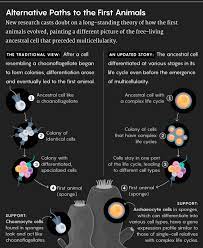 Prokaryotes, of course, lack spindles and centrioles; Scientists Debate The Origin Of Cell Types In The First Animals Quanta Magazine