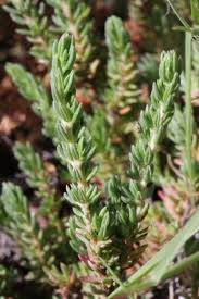 Image result for Suaeda