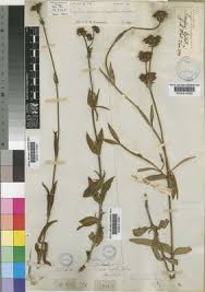 Image result for Agathisanthemum bojeri