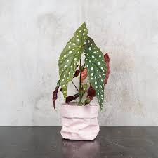 Plante grasse feuille verte et blanche. La Derniere Tendance Vegetale Reperee Sur Pinterest Les Plantes A Motifs Plante Deco Plantes Interieur Plante Verte