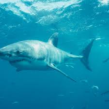 Mar 09, 2015 · a great white shark has been spotted about eight kilometres off the coast of surfers paradise. Great White Shark Study Could Be Used To Drop Protected Status Greens Warn Sharks The Guardian